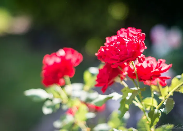 Haus Am Zoo Dusseldorf