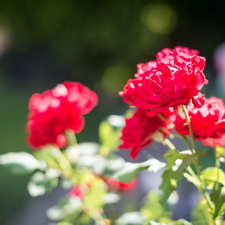 Haus Am Zoo Düsseldorf